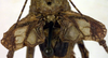 CollectionObject 1500392; 5dac48c4-6049-4ff4-9fbc-43d3a72e5cba, DORSA BTpolineS01: male tegmina (syntype). (CollectionObject).