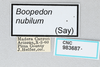 CollectionObject 2800442; CNCI 983687, 220e4d7d-b67c-454d-a099-74ad88399714: Boopedon nubilum. (CollectionObject).