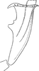 Aedeagus, lateral view on Anoplotettix fuscovenosus (Ferrari, 1882): Aedeagus, lateral view. (Observation).