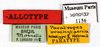 CollectionObject 1587217; MNHN(SF IMPORT DUPLICATE) MNHN-EP-EP1156, 8c440b70-e58e-4997-898b-2bf8790d0f02: CC BY-NC-ND 4.0/MNHN - Depraetere Marion - 2014. Paratype, female, of brachytaenia Hebard, 1921. Specimen number: MNHN-EP-EP1156. http://coldb.mnhn.fr/catalognumber/mnhn/ep/ep1156. (CollectionObject).