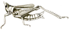 Pseudomnesicles roseosignatus (Brunner von Wattenwyl, 1898): Pl. XVIII, Fig. 32. female (body length 26 mm, tegmina 15.5 mm, hind femora 16 mm). (Otu).