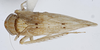 Habitus, dorsal view: !! display not done !! on New Species A: Loeia Duan, 2017: (Observation).