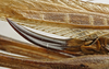 CollectionObject 1535152; b1bfa7a8-b368-43c5-ba26-d93a62cbfab9: female ovipositor (lectotype). (CollectionObject).