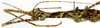 CollectionObject 1578596; RBINS IG: 32700'''', 98635096-b65c-4571-8d64-116af0755133: copyright ISNB, Brussels. female: head & thorax, lateral view (paratype). (CollectionObject).