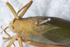 CollectionObject 1532260; NMW 1959, 529f461c-ba2f-40f8-98f0-87505d154a72: female, dorsal view (syntype of Phrixa sima). (CollectionObject).