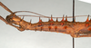 CollectionObject 1559794; db11afe5-2229-42b9-b083-ab3590fa3deb: copyright MIZ, Warsaw. female: head and thorax, lateral view (holotype). (CollectionObject).