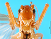 CollectionObject 1502890; 2d342390-1f0a-4e1f-b683-1e96b68525dd: female, frontal view. (CollectionObject).
