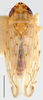 Habitus, dorsal view: !! display not done !! on Neolimnus (Neolimnus) egyptiacus (Matsumura, 1908): Neolimnus egyptiacus, dorsal habitus (BMNH). (Observation).