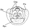 Pyrgacris descampsi Kevan, 1976: Fig. 4. phallic complex, posterior view. (Otu).