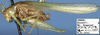 Amyttopsis vinculata Beier, 1965: male, lateral view (paratype). (Otu).