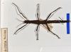 CollectionObject 1570989; 90a37768-d0db-4a5f-8117-b297ae92ee38: copyright MONZ, Wellington. female (paratype). (CollectionObject).;CollectionObject 1570990; 35992bb9-3ca7-4308-a1df-d86fc629e7f0: copyright MONZ, Wellington. female (paratype). (CollectionObject).