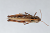 CollectionObject 2809542; CNCI 984022, d1a7ab7d-2aab-4e6f-932d-969d4b9e3f9f: Brunneria brunnea. Dorsal view. (CollectionObject).