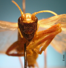 CollectionObject 1530862; b7ca62af-4af9-476c-9e22-16ebb7062df7: male, frontal view (syntype of Prosopogryllacris falcata). (CollectionObject).