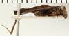 CollectionObject 1571070; 0922c497-11e4-4ed7-b744-83b69c91b96d: male, lateral view (syntype). (CollectionObject).