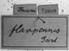 CollectionObject 1501495; c688050f-8c2a-48f4-8455-60c5f8907ec4: Image Carbonell, C.S. male (syntype of Locheuma flavipennis). (CollectionObject).