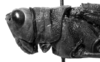 CollectionObject 1541285; 6cb34573-d8a3-41ff-8cf1-31f3709d8955: 1970. female head and pronotum, lateral view (holotype). (CollectionObject).
