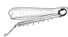Aleuas vitticollis Stål, 1878: Fig. 23. female, hind leg, internal view. (Otu).