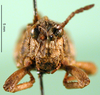 CollectionObject 1502930; 4f98dcc5-f510-4e0b-b056-898b93ffadb6: male, frontal view (allotype of Nocarodes transcaucasicus). (CollectionObject).