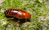 Parcoblatta fulvescens (Saussure & Zehntner, 1893): Copyright Alan Jeon. Parcoblatta fulvescens female, Montgomery, Alabama. (Otu).