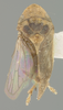 Habitus, dorsal view on Gaeta maestralis (Metcalf & Bruner, 1925): (Observation).
