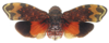 Habitus, dorsal view: !! display not done !! on Amantia combusta (Westwood, 1844): (Observation).