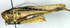 CollectionObject 1564691; 15513917-ac07-43dd-9eda-2cdb96096cc8: male, lateral view (syntype). (CollectionObject).
