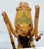 CollectionObject 1516183; c0584c50-73e7-419c-a6bf-25e7e6aed833: male, frontal view (holotype). (CollectionObject).