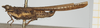 CollectionObject 1584269; 3e3d4590-2b4a-4ee0-bcb5-d350229c9f6d, NHMUK010924477: male, lateral view (paratype). (CollectionObject).
