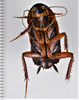 CollectionObject 1613724; 0c23ceca-9fb7-4fdc-99b6-a58681873e20: (CollectionObject).