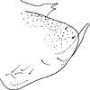 Pygofer, lateral view: Pygofer (A. aurea Dwor.). (Observation).