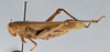 CollectionObject 2868644; CNCI 981549, 646864c6-dc57-4374-b126-452e5496088f: Schistocerca lineata. Lateral view. (CollectionObject).