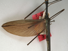 CollectionObject 1560315; NMW 1124, fda5ff69-5e22-4a97-89a7-251404320ccd: copyright NMW, Vienna. male: wings (holotype). (CollectionObject).