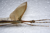 CollectionObject 1576275; cfbed35b-2a87-4e89-91ad-3ea8bb5b4e9c: copyright ZRC, Singapore. female: head & thorax, lateral view (holotype). (CollectionObject).