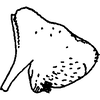 Pygofer, lateral view on Eupteryx (Stacla) Dworakowska, 1969: Pygofer lobe, lateral view. (Observation).