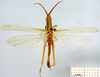 CollectionObject 1530743; 1321a58d-9d34-4ae7-b1a1-d99ff77b61ee, DORSA SAplagraHTM: male, dorsal view (holoype). (CollectionObject).