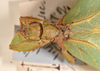 CollectionObject 1557807; 3cdee121-930a-471d-953a-90ed85349d12: copyright UMO. female head & thorax, dorsal view (syntype). (CollectionObject).;CollectionObject 1557808; 847219de-857b-47ba-9092-e802aa581c6b: copyright UMO. female head & thorax, dorsal view (syntype). (CollectionObject).