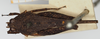 female, dorsal view (syntype). Depicts CollectionObject 1583761; 3a50b659-19ea-4c28-a586-8793def20388, NHMUK010924520, a CollectionObject.