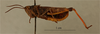 CollectionObject 1600088; 1014aaf3-9877-4175-9b1c-56ac77848eae: male, lateral view, (syntype?). (CollectionObject).