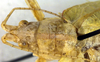 CollectionObject 1500342; e3839a25-b2f2-48ba-a45a-88c05d91ce80: male, pronotum and head, dorsal view (holotype). (CollectionObject).