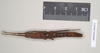 CollectionObject 1560118; 8e9da3bf-28bc-4edc-9011-2fde97c99fe0: copyright Natural History Museum, London. female, dorsal view (paratype). (CollectionObject).;CollectionObject 1560119; bc59299b-5d33-4975-9c79-9d08facc4345: copyright Natural History Museum, London. female, dorsal view (paratype). (CollectionObject).