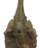 CollectionObject 1521092; 6cfb890e-031c-41f0-bdd2-5c41fbeb93b0, INPAINB0003981238: female subgenital plate in detail, ventral view (specimen from Costa Rica). (CollectionObject).
