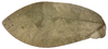 CollectionObject 1542360; INBio INB0003705898, 60874b11-8896-411d-ad4b-7e68eb649ee7: male, left tegmen (specimen from Costa Rica). (CollectionObject).