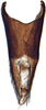 Pygofer, dorsal view: !! display not done !! on Tetartostylini Wagner, 1951: Tetartostylus n.sp., pygofer, dorsally (INHS). (Observation).
