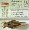 CollectionObject 1498697; 922d6b58-9b60-4168-8926-1f438a0de90d: female with labels, dorsal view. (CollectionObject).