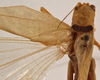 CollectionObject 1534635; b871045d-3acb-4217-ae93-fd93005a1654: male, dorsal view (holotype). (CollectionObject).