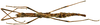 CollectionObject 1578588; RBINS IG: 32700', d2e0fcab-5835-482f-b7d7-388df3aec59c: copyright ISNB, Brussels. female, dorsal view (paratype). (CollectionObject).