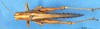 CollectionObject 1565727; 895c871d-d2a4-43bc-8948-f80559dc1132: male, dorsal view (paratype). (CollectionObject).