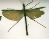 CollectionObject 1561419; ff9b65b2-0dc1-43e2-8419-865b8438d26e: copyright RMNH, Leiden. male of synonym Phasma bioculata (syntype). (CollectionObject).;CollectionObject 1561420; bbffc5e8-387c-479d-ab58-e3ce23852c95: copyright RMNH, Leiden. male of synonym Phasma bioculata (syntype). (CollectionObject).