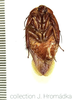 Gyna lurida Saussure, 1899: (Otu).