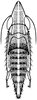 Nymph on Enantiocephalus cornutus (Herrich-Schäffer, 1838): (Observation).